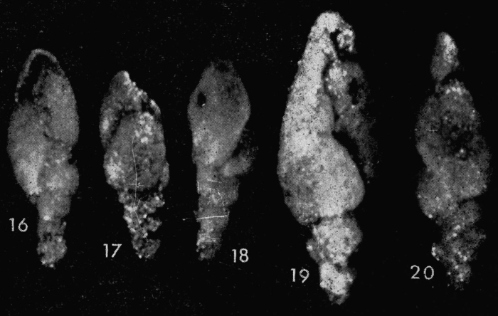 Pseudovirgulina gafsensis Grignani & Cococcetta, 1974 Pseudovirgulina gafsensis Grignani & Cococcetta, 1974