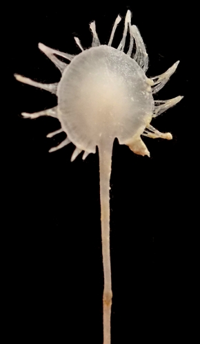 Abyssocladia falkor Ekins & Hooper, 2023 Abyssocladia falkor Ekins & Hooper, 2023