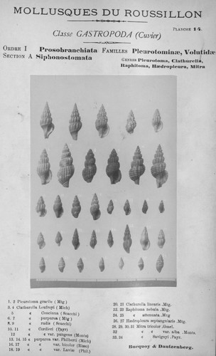 Bucquoy et al. (1882-1886, pl. 14) Bucquoy et al. (1882-1886, pl. 14)