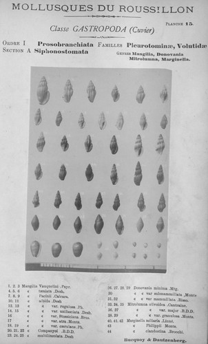 Bucquoy et al. (1882-1886, pl. 15) Bucquoy et al. (1882-1886, pl. 15)