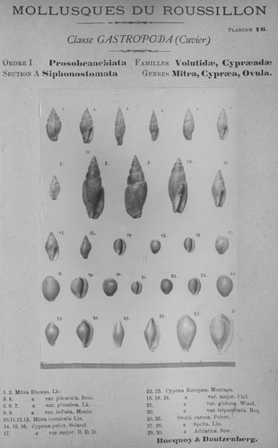 Bucquoy et al. (1882-1886, pl. 16) Bucquoy et al. (1882-1886, pl. 16)