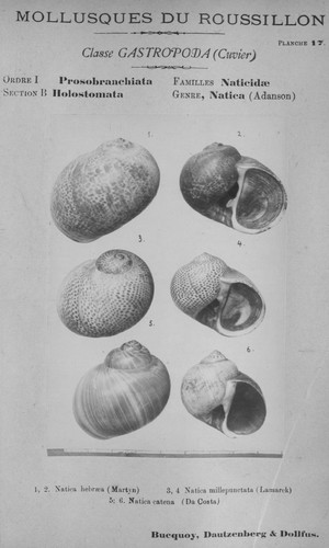 Bucquoy et al. (1882-1886, pl. 17) Bucquoy et al. (1882-1886, pl. 17)