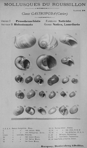 Bucquoy et al. (1882-1886, pl. 18) Bucquoy et al. (1882-1886, pl. 18)