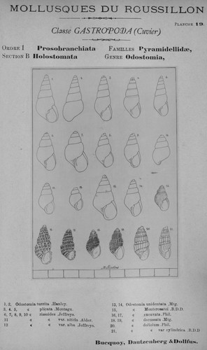Bucquoy et al. (1882-1886, pl. 19) Bucquoy et al. (1882-1886, pl. 19)