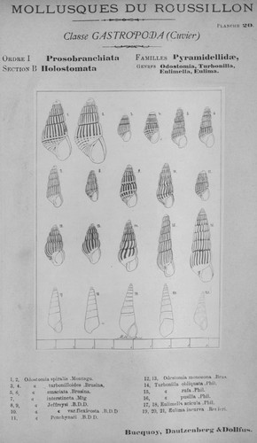 Bucquoy et al. (1882-1886, pl. 20) Bucquoy et al. (1882-1886, pl. 20)