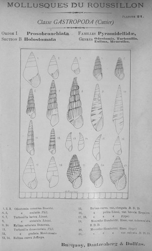 Bucquoy et al. (1882-1886, pl. 21) Bucquoy et al. (1882-1886, pl. 21)