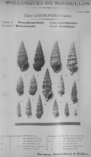 Bucquoy et al. (1882-1886, pl. 22) Bucquoy et al. (1882-1886, pl. 22)