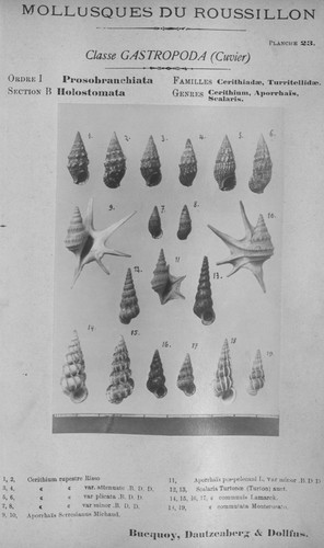 Bucquoy et al. (1882-1886, pl. 23) Bucquoy et al. (1882-1886, pl. 23)