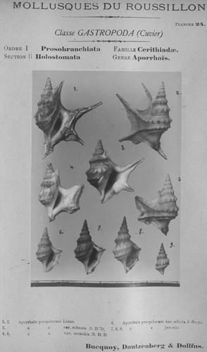 Bucquoy et al. (1882-1886, pl. 24) Bucquoy et al. (1882-1886, pl. 24)