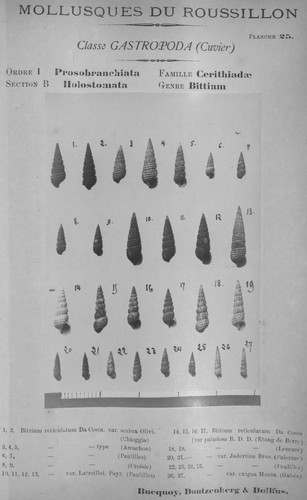 Bucquoy et al. (1882-1886, pl. 25) Bucquoy et al. (1882-1886, pl. 25)