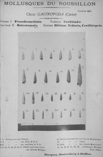 Bucquoy et al. (1882-1886, pl. 26) Bucquoy et al. (1882-1886, pl. 26)