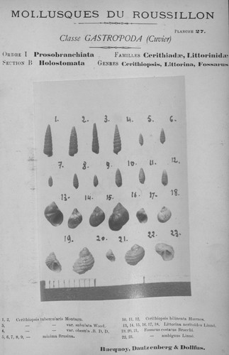Bucquoy et al. (1882-1886, pl. 27) Bucquoy et al. (1882-1886, pl. 27)