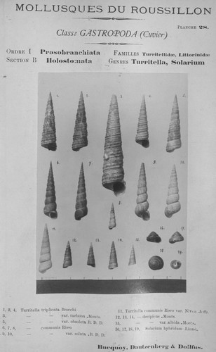 Bucquoy et al. (1882-1886, pl. 28) Bucquoy et al. (1882-1886, pl. 28)