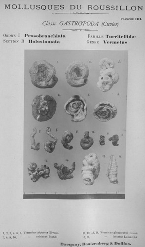 Bucquoy et al. (1882-1886, pl. 30) Bucquoy et al. (1882-1886, pl. 30)