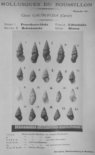 Bucquoy et al. (1882-1886, pl. 31) Bucquoy et al. (1882-1886, pl. 31)