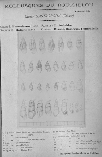 Bucquoy et al. (1882-1886, pl. 32) Bucquoy et al. (1882-1886, pl. 32)