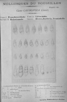 <B>Bucquoy, E.; Dautzenberg, Ph.; Dollfus, G.</B> (1882). Les Mollusques marins du Roussillon: 1. Gastropodes avec atlas de 66 planches photographiées d'après nature. J.-B. Baillière & Fils: Paris. 570, 66 plates pp.