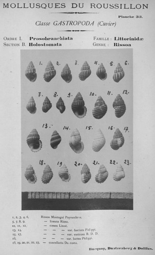 Bucquoy et al. (1882-1886, pl. 33) Bucquoy et al. (1882-1886, pl. 33)