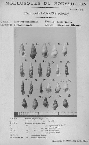 Bucquoy et al. (1882-1886, pl. 34) Bucquoy et al. (1882-1886, pl. 34)
