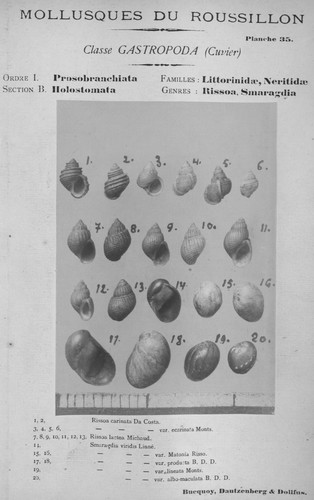 Bucquoy et al. (1882-1886, pl. 35) Bucquoy et al. (1882-1886, pl. 35)