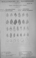 Bucquoy et al. (1882-1886, pl. 36)