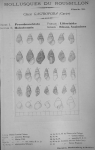 Bucquoy et al. (1882-1886, pl. 36)