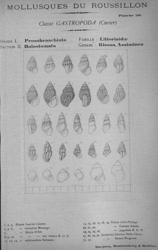Bucquoy et al. (1882-1886, pl. 36) Bucquoy et al. (1882-1886, pl. 36)