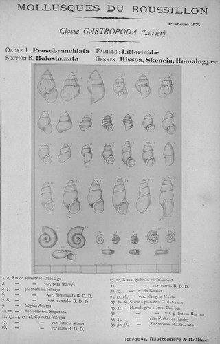 Bucquoy et al. (1882-1886, pl. 37) Bucquoy et al. (1882-1886, pl. 37)