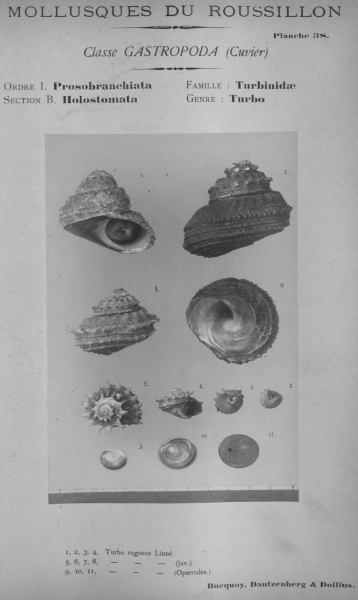 Bucquoy et al. (1882-1886, pl. 38)