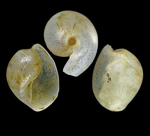 Diaphana hiemalis (Couthouy, 1839) - Iceland W, 2.9 mm Diaphana hiemalis (Couthouy, 1839) - Iceland W, 2.9 mm