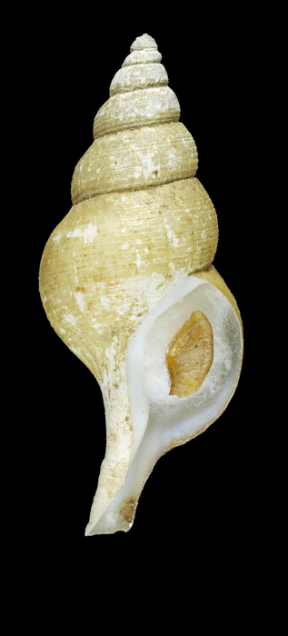 Colus holboelli (Møller, 1842) - Iceland N, 40.0 mm