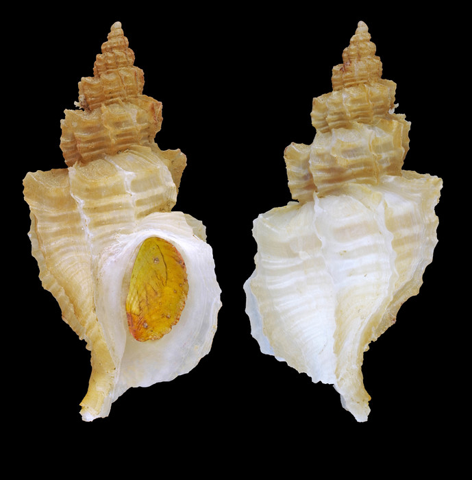 Scabrotrophon fabricii (Møller, 1842) - Off Hafnarfjörður (Iceland W) 128 m, 01.07.1994, 29.2 mm