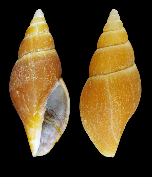 Volutomitra groenlandica (Møller, 1842) - Iceland W, 18.6 mm