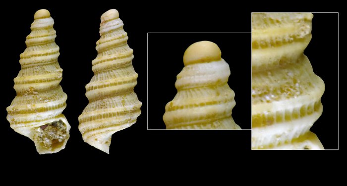 Brookesena turrita Warén, 1996 - iceland NW, 2.9 mm