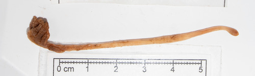 Kophobelemnon stelliferum - specimen Kophobelemnon stelliferum - specimen