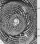 Miarchaias modestus Hottinger, 2001