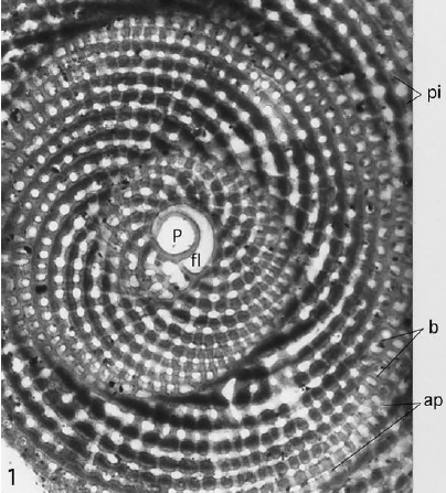 Miarchaias modestus Hottinger, 2001 Miarchaias modestus Hottinger, 2001