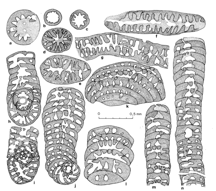 Jaliscella sigali Fourcade, Fleury & Michaud, 1990 Jaliscella sigali Fourcade, Fleury & Michaud, 1990