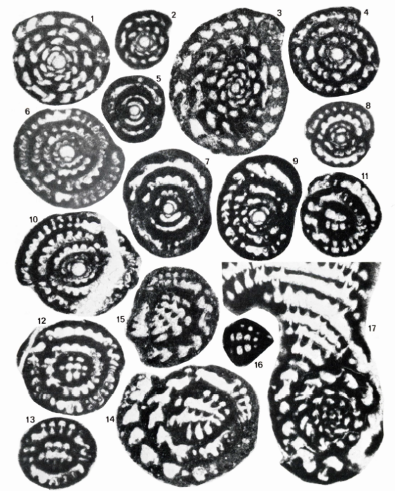 Cyclorbiculina sphaeroidea Fleury, 1982 Cyclorbiculina sphaeroidea Fleury, 1982