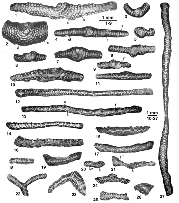 Macetadiscus incolumnatus Hottinger, Serra-Kiel & Gallardo-García, 2016 Macetadiscus incolumnatus Hottinger, Serra-Kiel & Gallardo-García, 2016