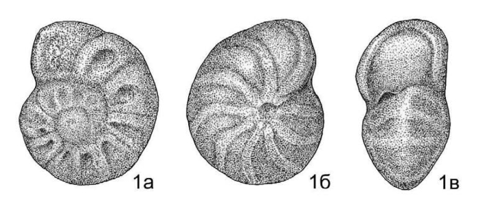 Anomalinoides frankei subsp. nitidus Podobina, 2012 Anomalinoides frankei subsp. nitidus Podobina, 2012