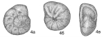 Cibicides mirus Podobina, 2012