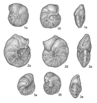 Cibicidoides kerisensis subsp. applanatus Podobina, 2012