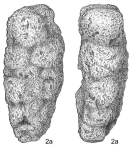 Gaudryinopsis nanushukensis subsp. elongatus Podobina, 2012