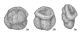 Trochammina wetteri subsp. tumida Podobina, 2012, author: Pignatti, Johannes