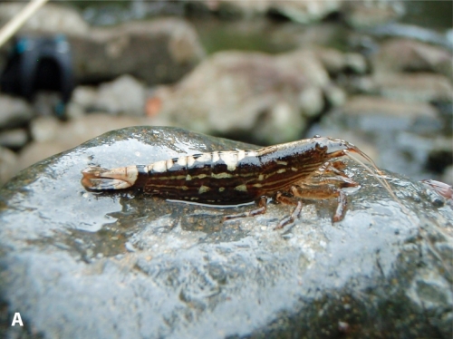 Atyopsis spinipes Atyopsis spinipes