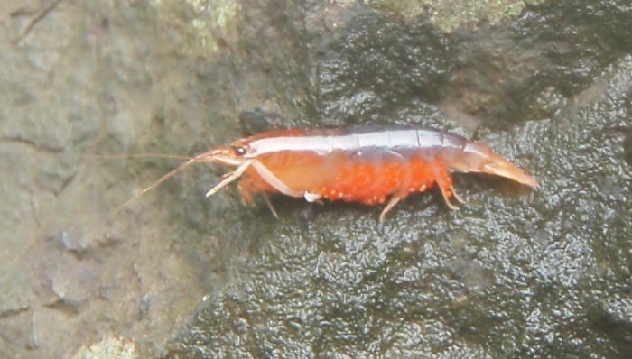 Caridina ponapensis