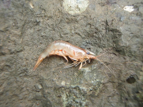 Caridina variabilirostris Caridina variabilirostris