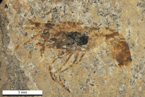 Bechleja brevirostris Bechleja brevirostris