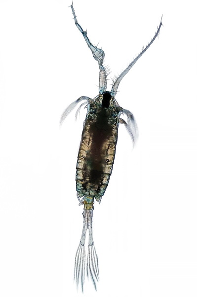 Anomalocera patersonii male Anomalocera patersonii male